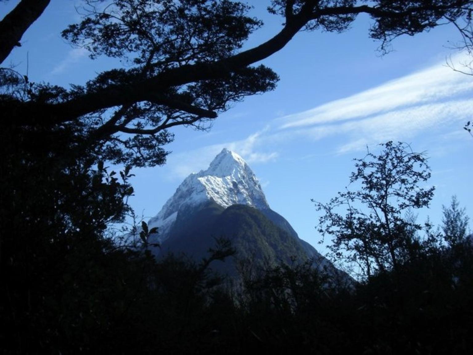 Through the trees