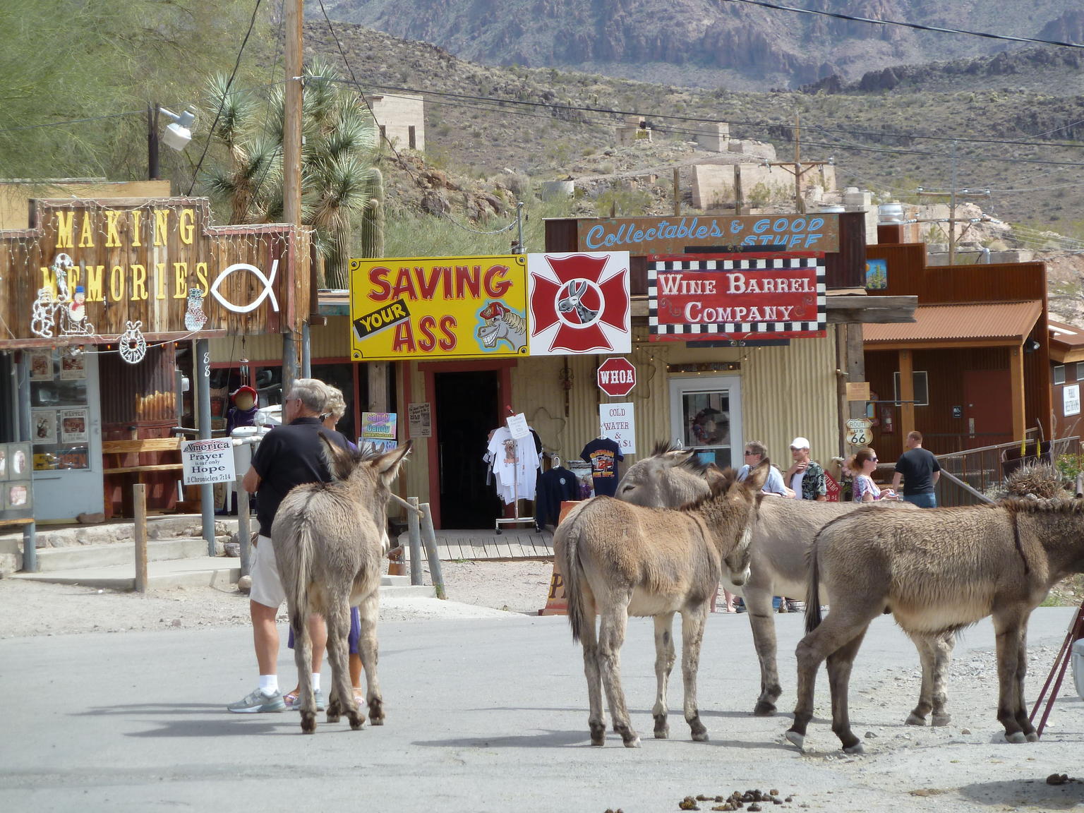 Burros of Oatman Arizona