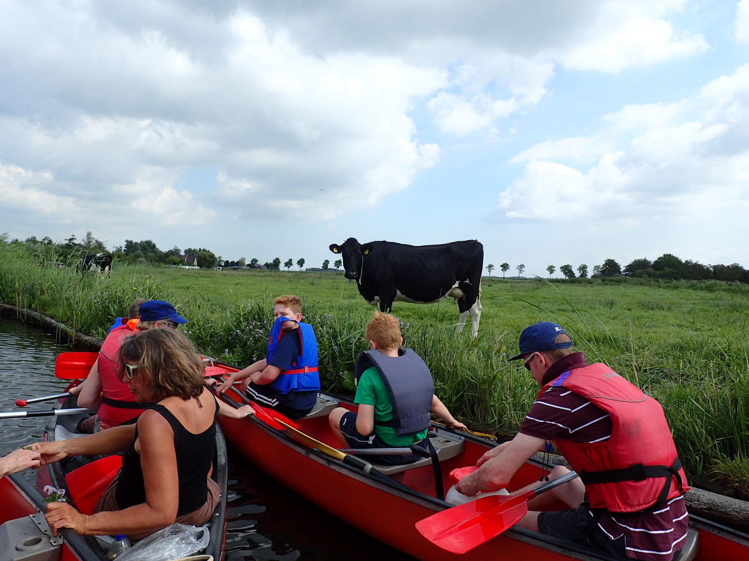 cows, sheeps and ducks