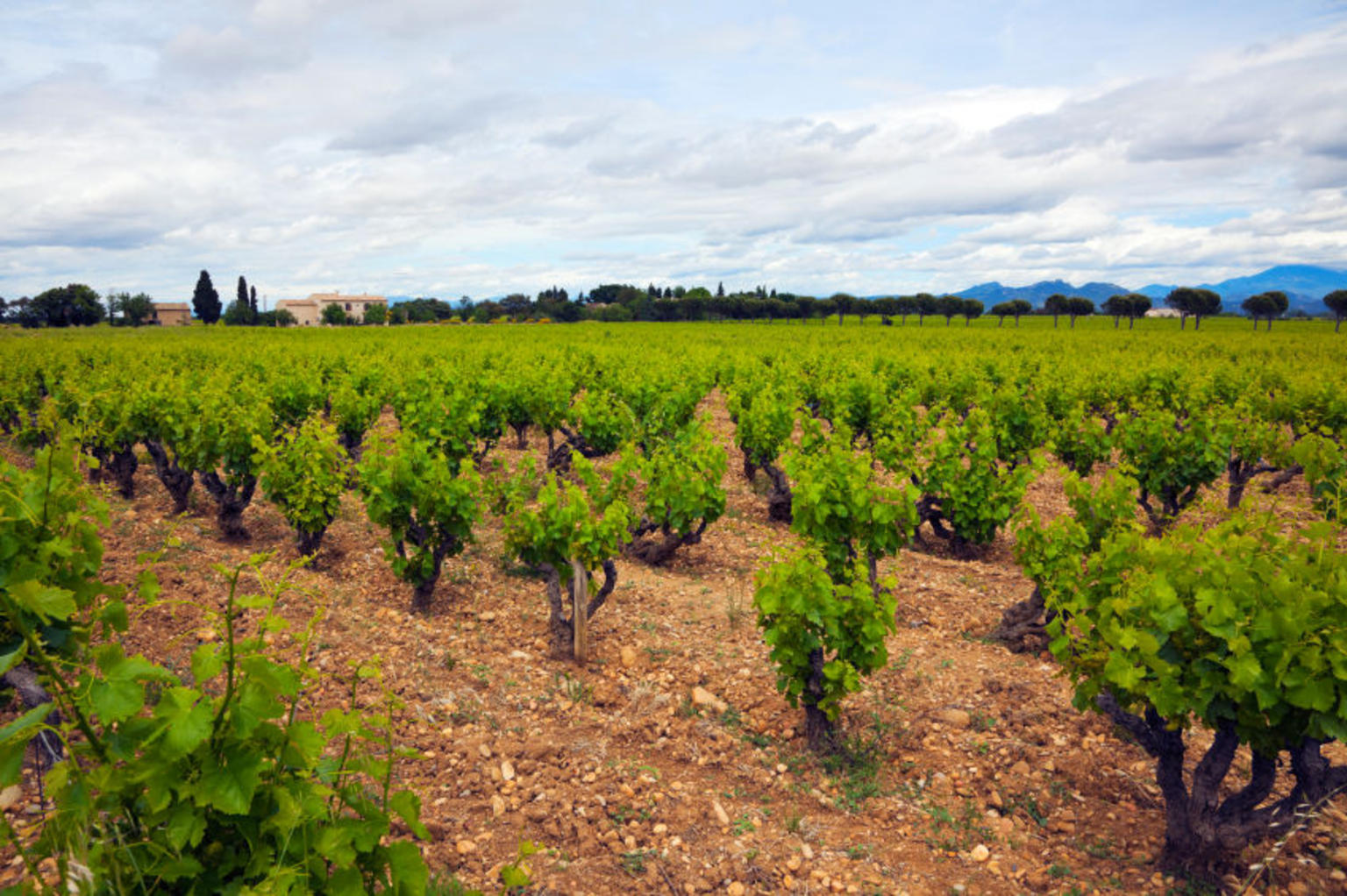 Vineyards at Chateauneuf-du-Pape, Provence, France