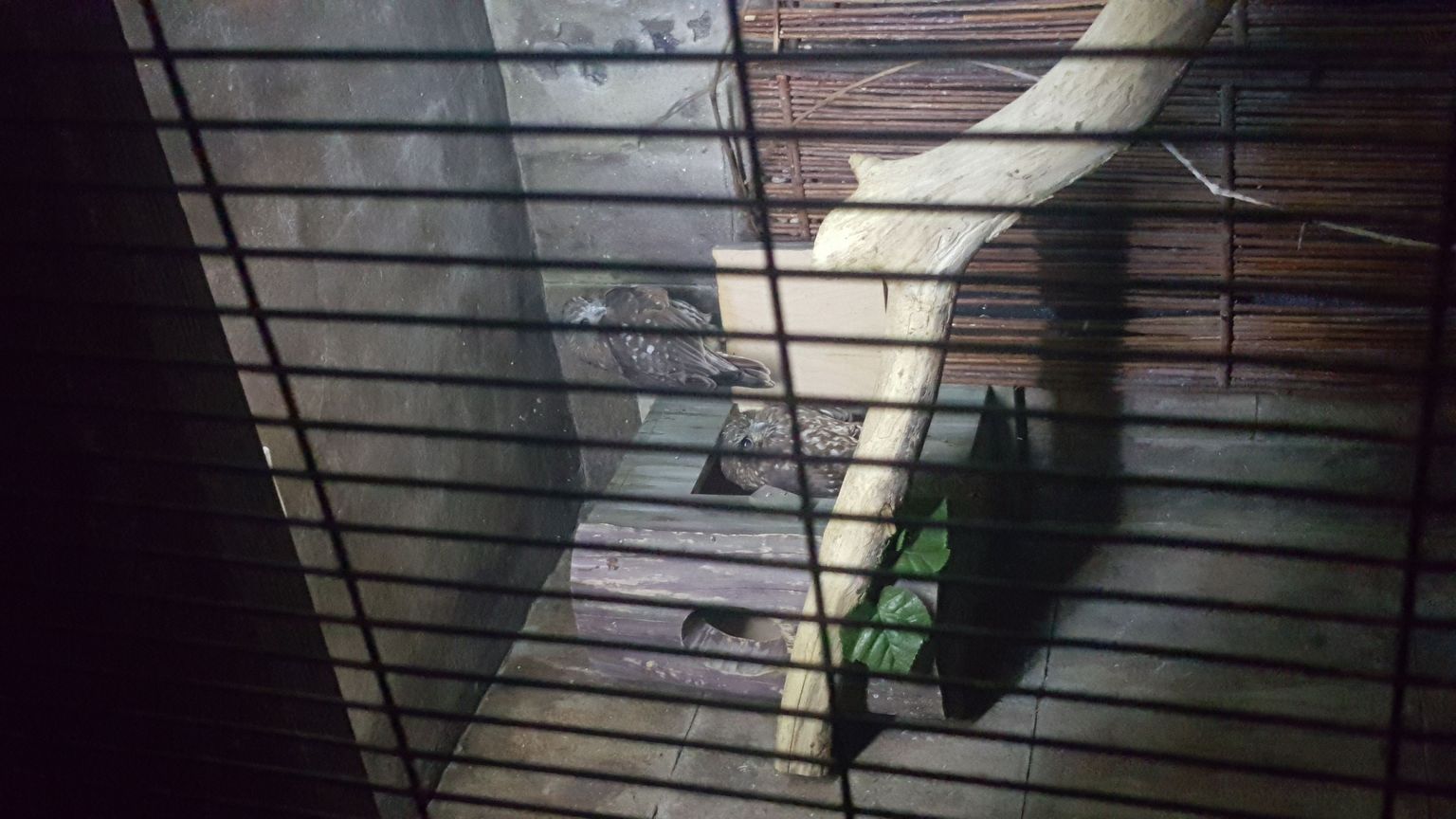 Birds