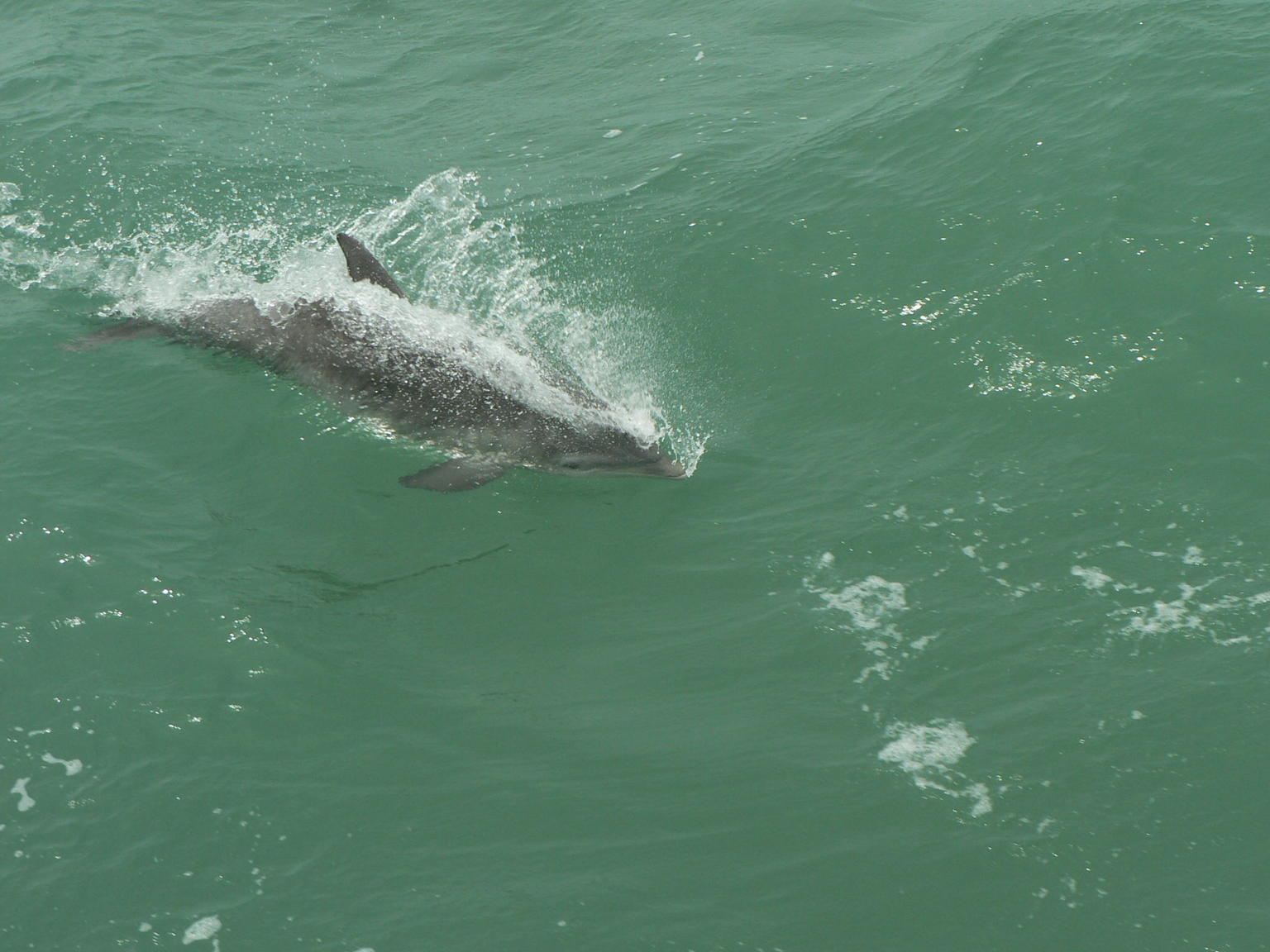 dauphins