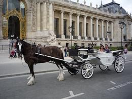 Photo of Full shot of carriage and horse, Pride. Husband and I having the most amazing time in Paris!, Beth S - August 2009