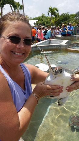 Photo of Me holding a baby sea turtle at the Turtle Park. That's me holding a baby sea turtle...lol , Lisa S - June 2015