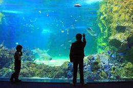 Photo of Sydney Aquarium ..the best view to enjoy watching the underwater habitat..., Maria Suzette C - June 2010