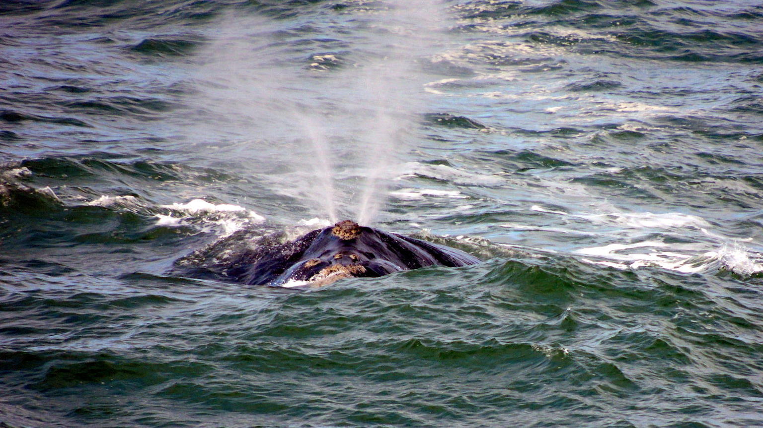 Watching whales