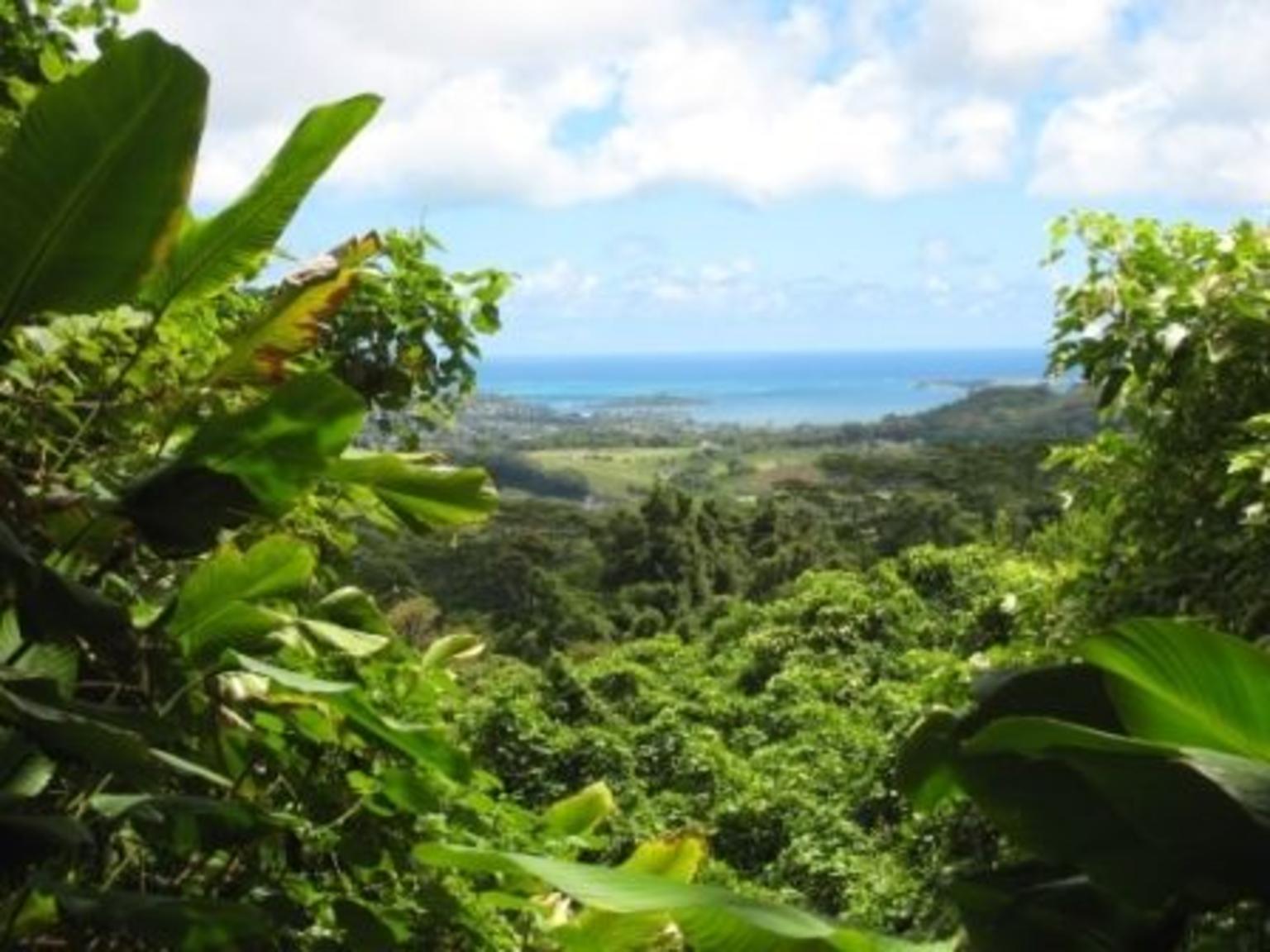 A View of Kaneohe from the Top of a Mountain