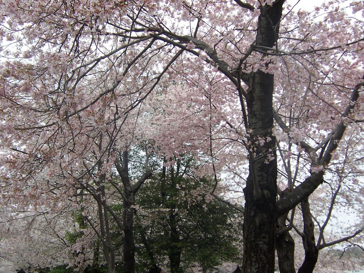 Cherry Blossom in DC