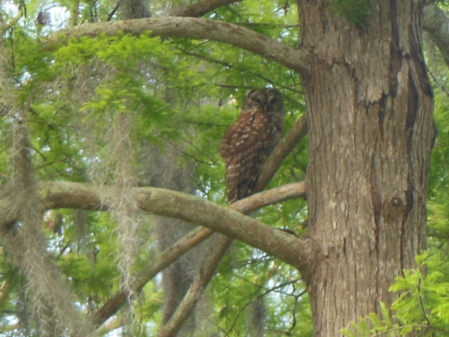 a swamp owl