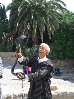 Photo of Playing with a cobra in Morocco No problem handling a cobra for this snake charmer. Certainly something I will not forget. , David F - August 2011