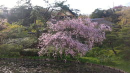Photo of Sankein Garden This is one of the most beautiful Japanese gardens I've ever visited. One can just sit here and meditate and bask in its tranquility,being one with nature. , Catherine C - April 2014