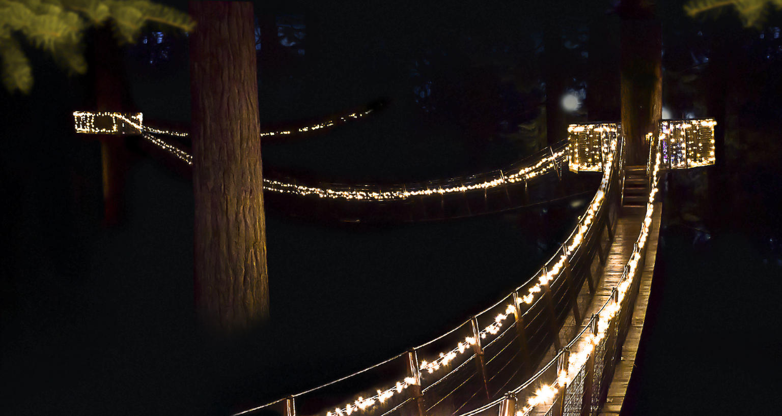 treetops walk at night