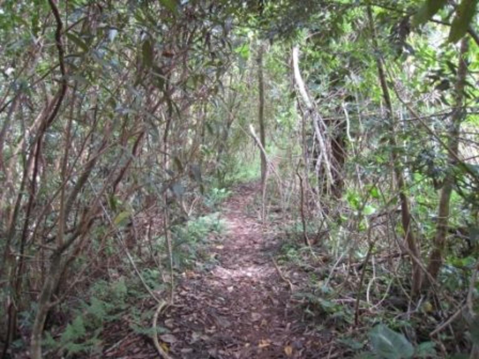A Trail Under the Canopy