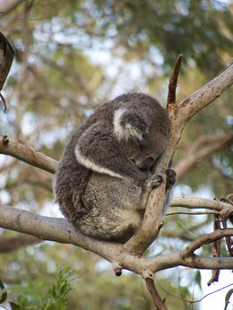 Photo of Koala Conservation Centre, Phillip Island This cute little fellow was awake and eating when we arrived at the park. 5 minutes later, he had completely worn himself out ! , Maggie - June 2015