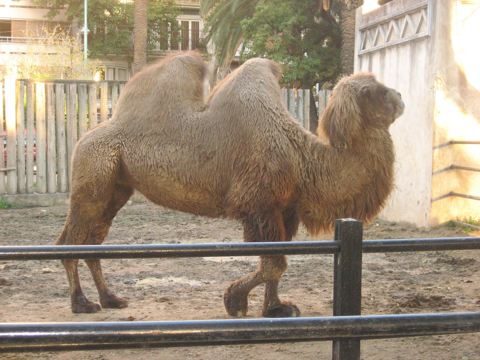 Camel