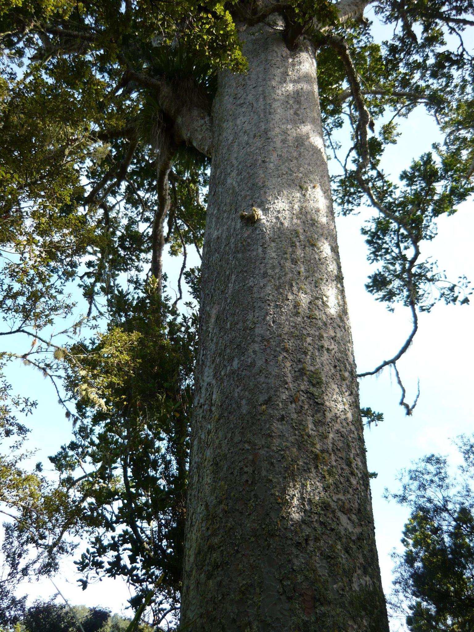 Kauri Tree