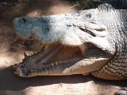 Photo of big croc at cairns zoo this croc was huuuuge lucky i had zoom on my camera!, koalakiss86 - November 2010
