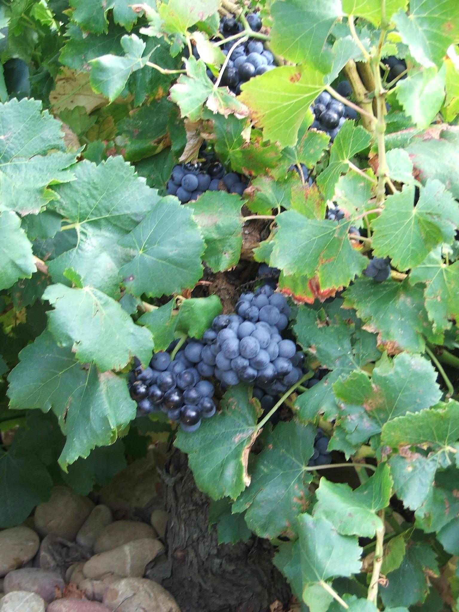 Grapes at Chateauneuf-du-Pape