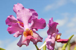 Photo of Tagaytay Ridge Tour from Manila: Palace in the Sky, Taal Volcano and Las Pinas Bamboo Organ Orchid Farm - June 2013