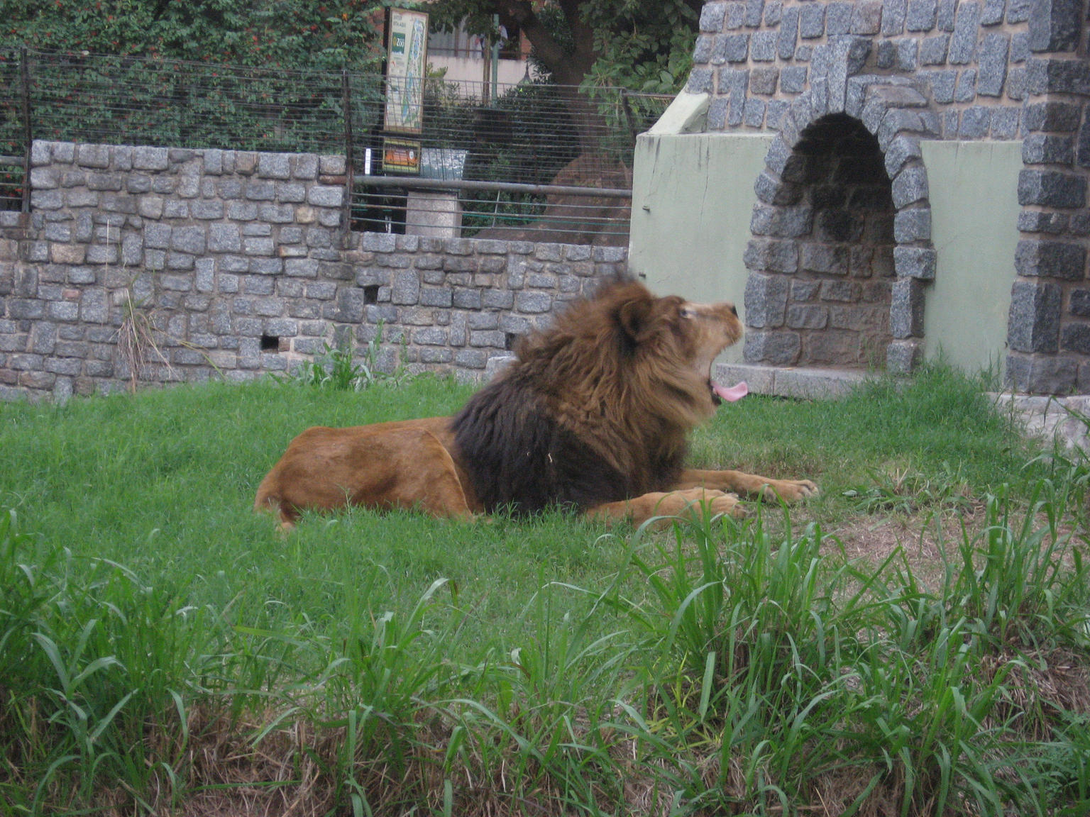 Lion