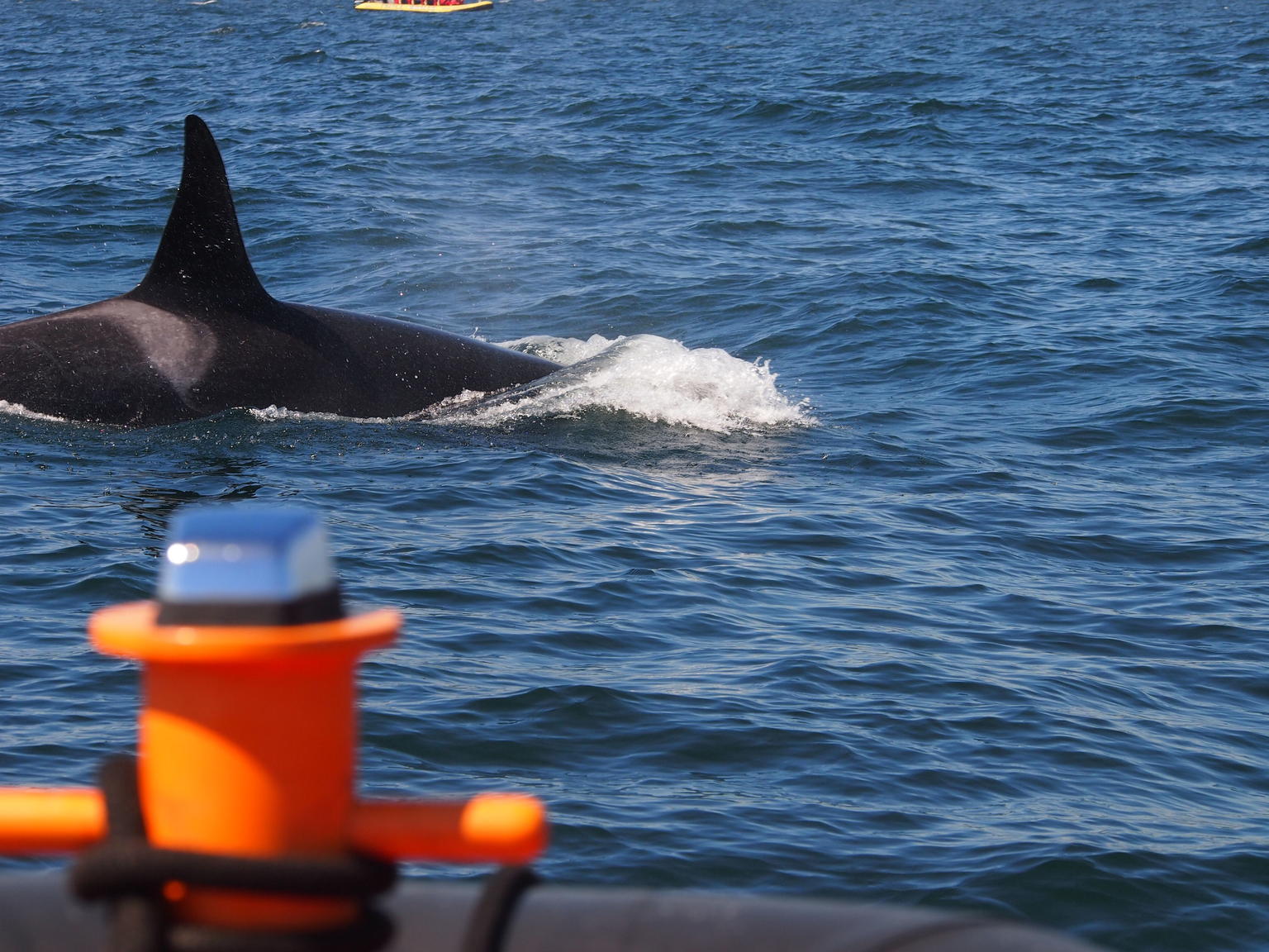 Orca