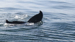 Photo of Tail fluke of 2015 calf! 2 adult humpbacks and a calf swam with our boat for 30 minutes. The naturalist on board was able to identify the adults and photographed the calf for future identification. , Richard D - November 2015