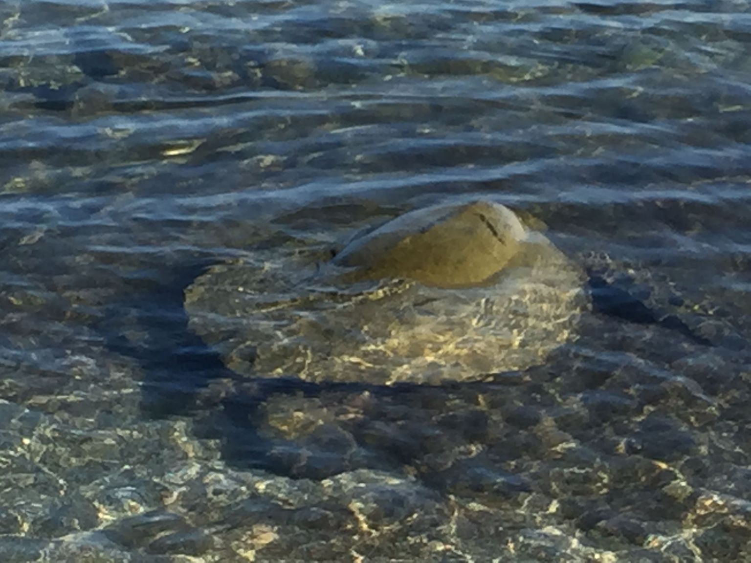 green turtle