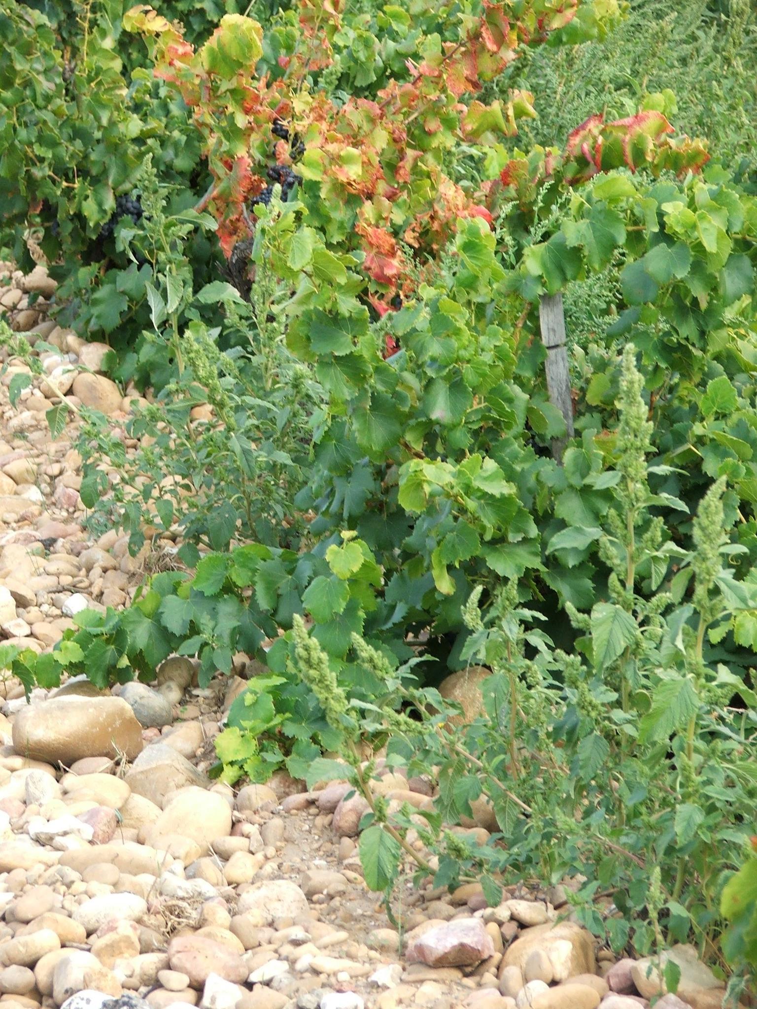 Rocky grapevines