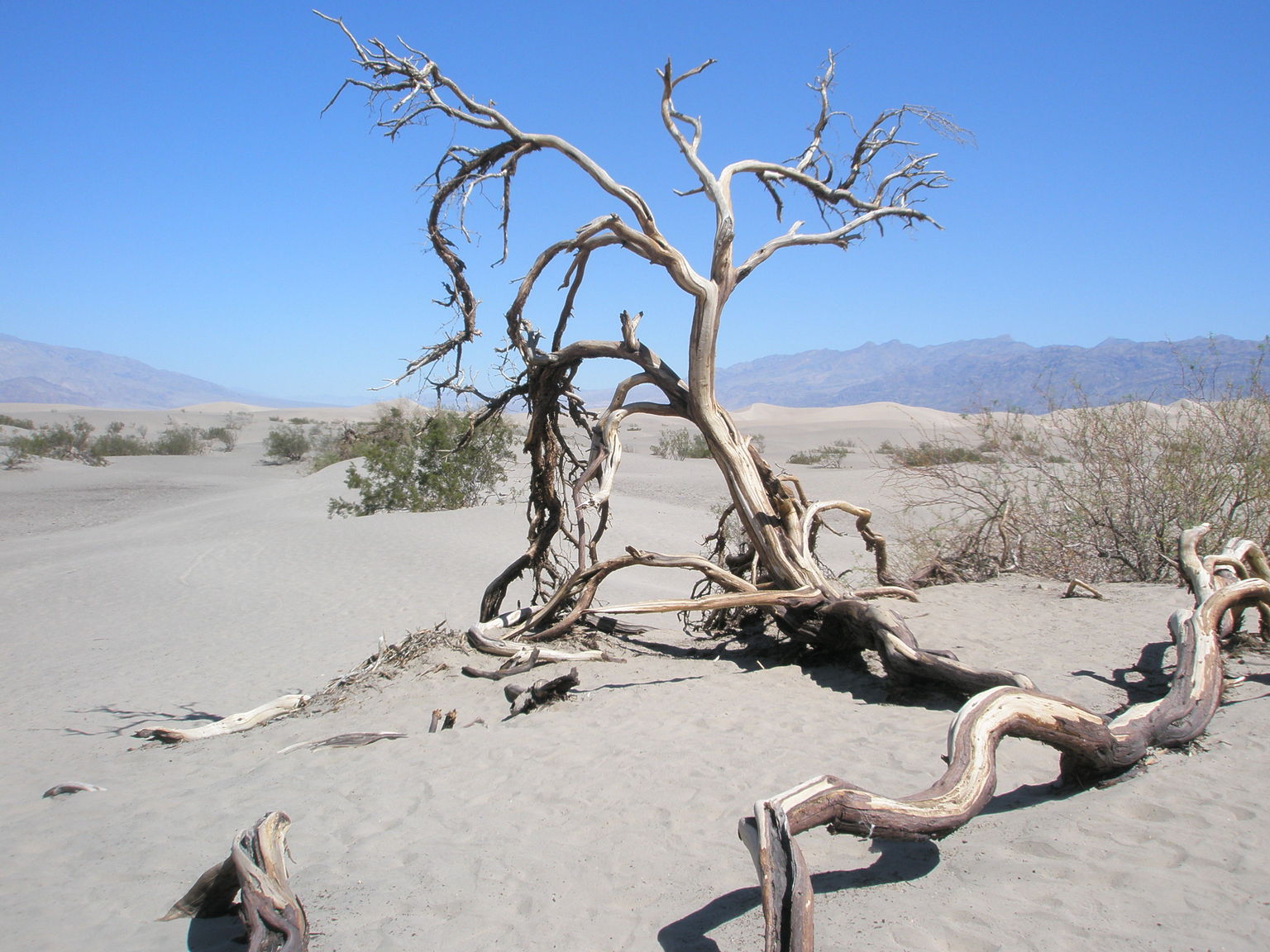Former life in Death Valley!