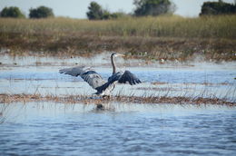 Photo of Wildlife One of the many beautiful birds that were seen on the tour I think it was a Blue Heron?. , David Y - February 2015