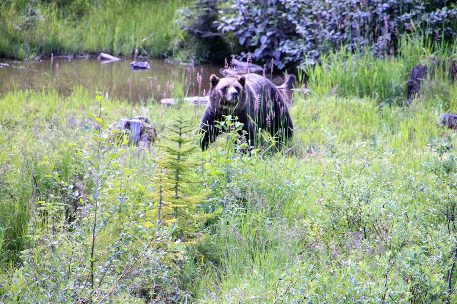 Grizzly Boo