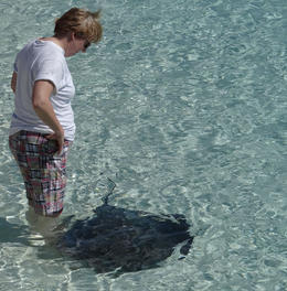 Photo of Meet the Stingray Close up introduction to a stingray. They later ate fish from our hands. , Margaret W - February 2013