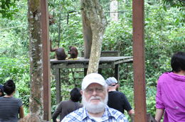 Photo of Sepilok, feeding platform Papa Jean-Guy Rioux, Sr with Orang Utans feeding in the background , Jean-Guy R - May 2016