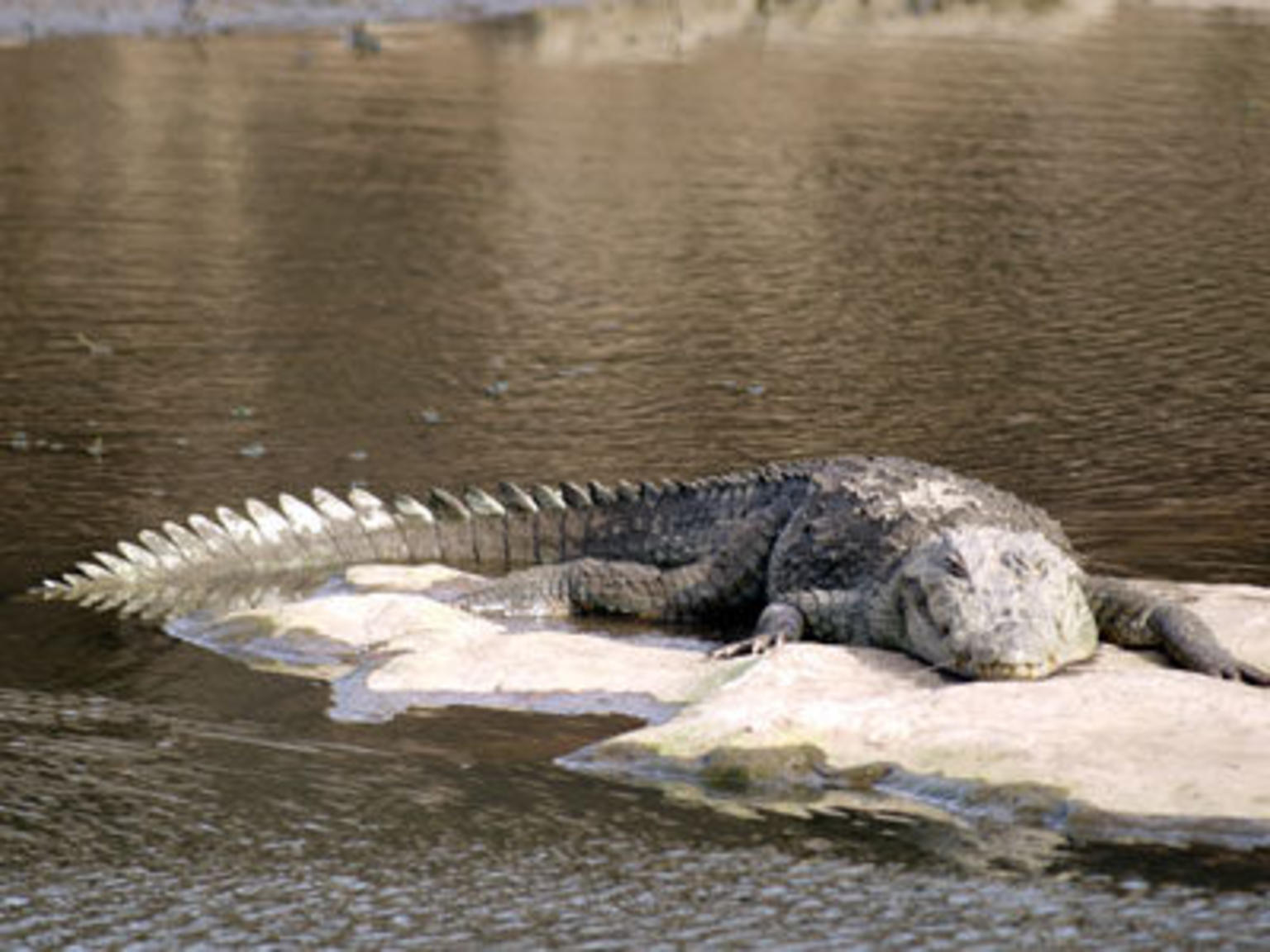 Crocodile