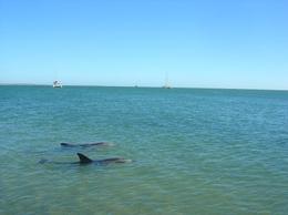 Photo of Monkey Mia dolphins Dolphins come right up to the shore at Monkey Mia. It's very cool. , Leah - March 2011