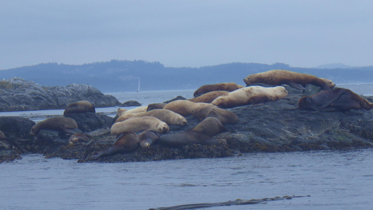 Sea lions