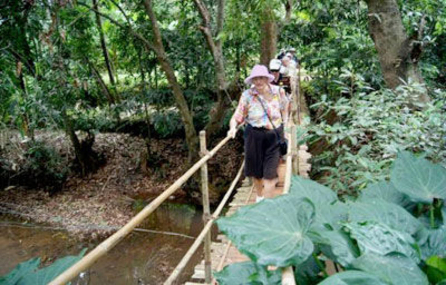 Spice plantation