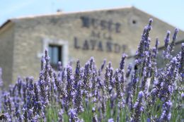 Photo of Lavender Museum This is the photo I took in front of this museum. This museum has 2 small fields but they are great ones to take photos , Nguyen Thanh Trang - July 2016