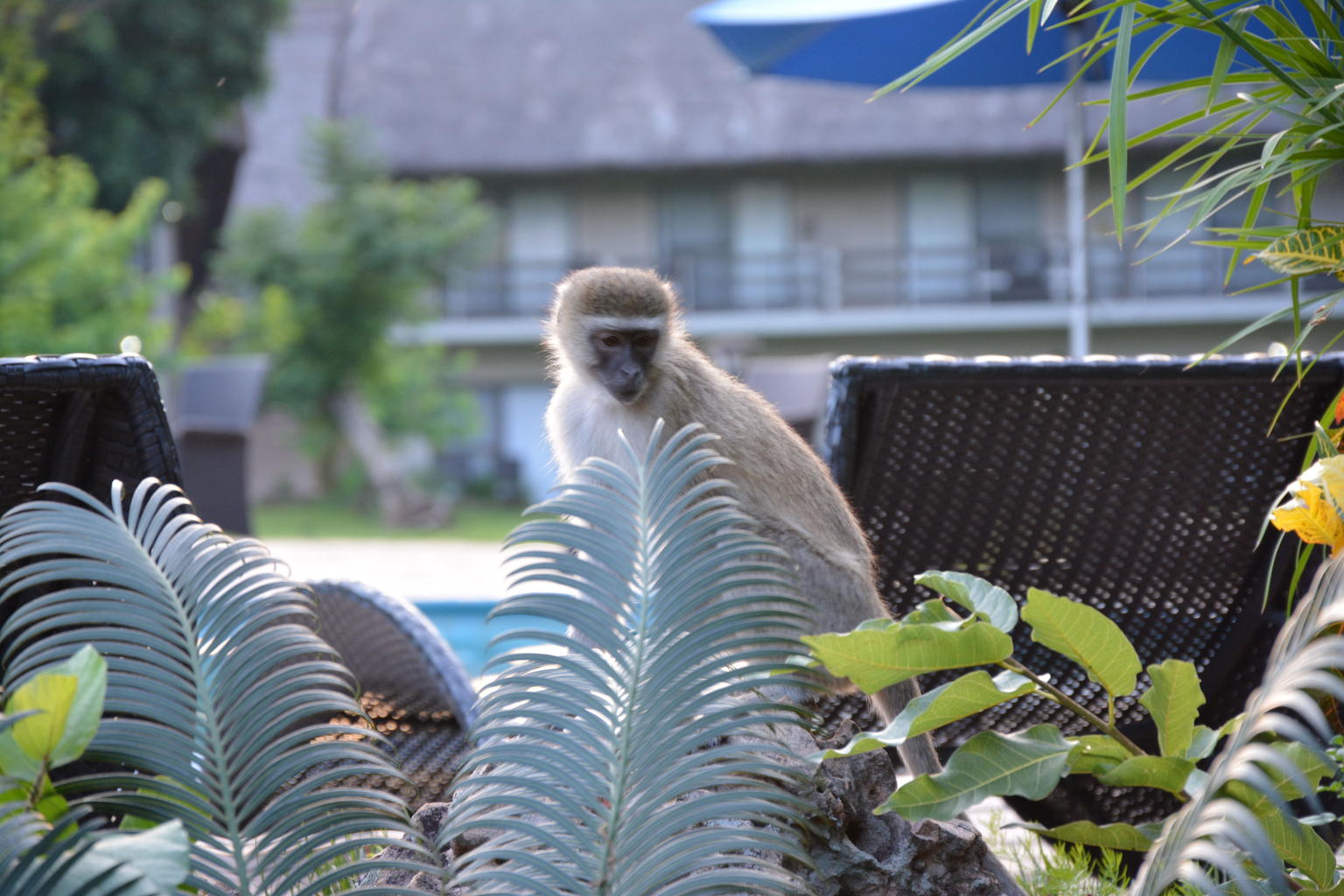 Poolside Monkey