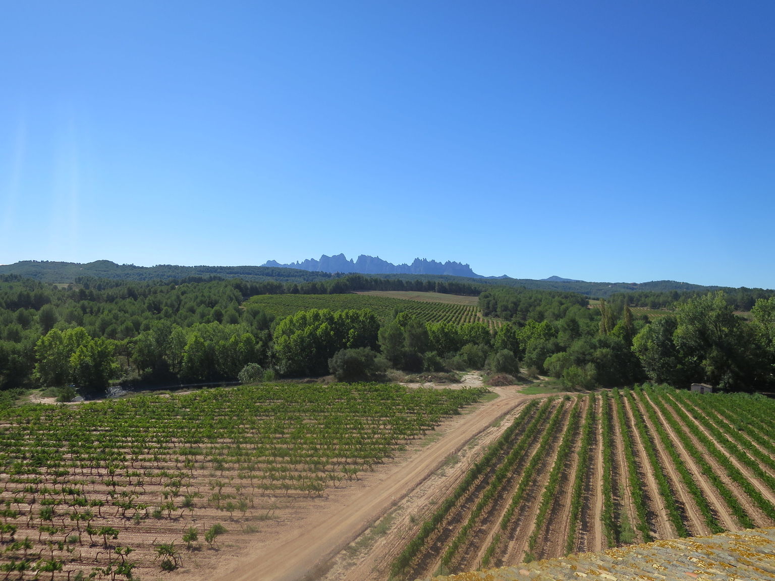 View of the vineyard