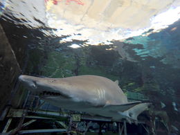 Photo of A large sand tiger shark swims close by in the Florida Aquarium A large sand tiger shark swims close by in the Florida Aquarium. , Daniel M - December 2015