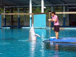 Photo of Dolphin Lagoon, Sentosa Trainer with one of Sentosa's famed performing 'pink' dolphins. , Rusty - December 2014