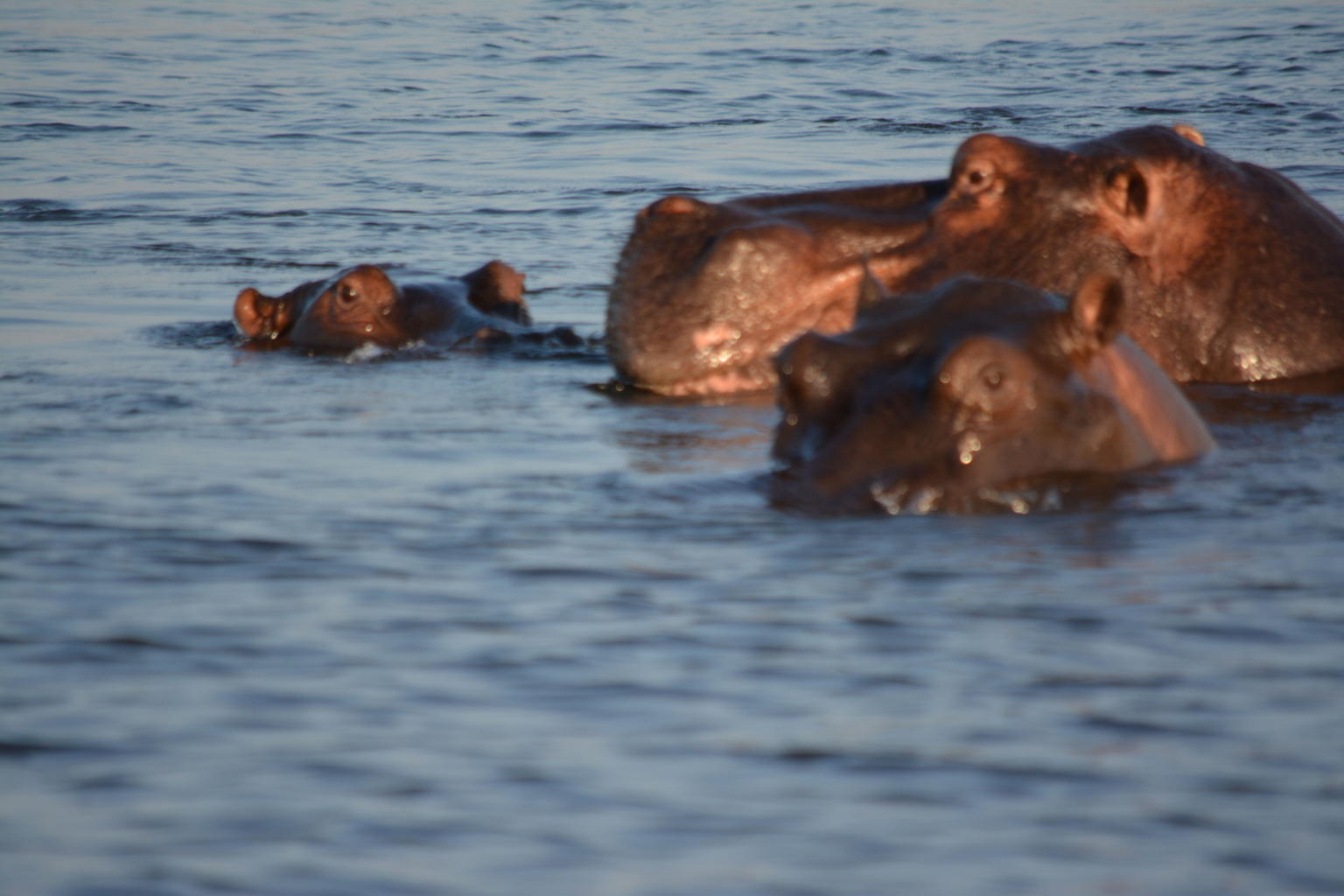 Hippos