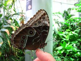Photo of Holding a butterfly! Butterflies fly freely through the rainforest sphere, if you stand still enough one might land on you. - November 2009