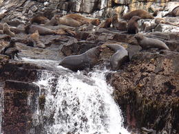 Photo of Male fur seals sparing on the rocks off the coast of South Bruny Island It was amazing to be able to get up front and personal with the seals without them worrying about the boat. , James F - October 2013