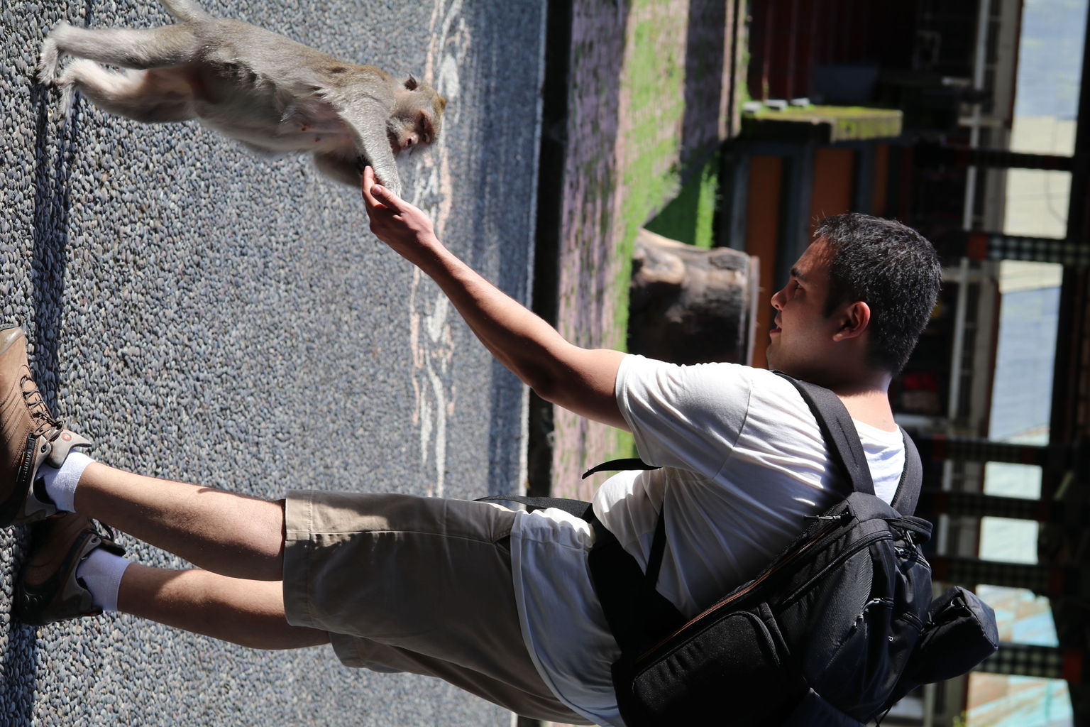 Feeding the monkeys