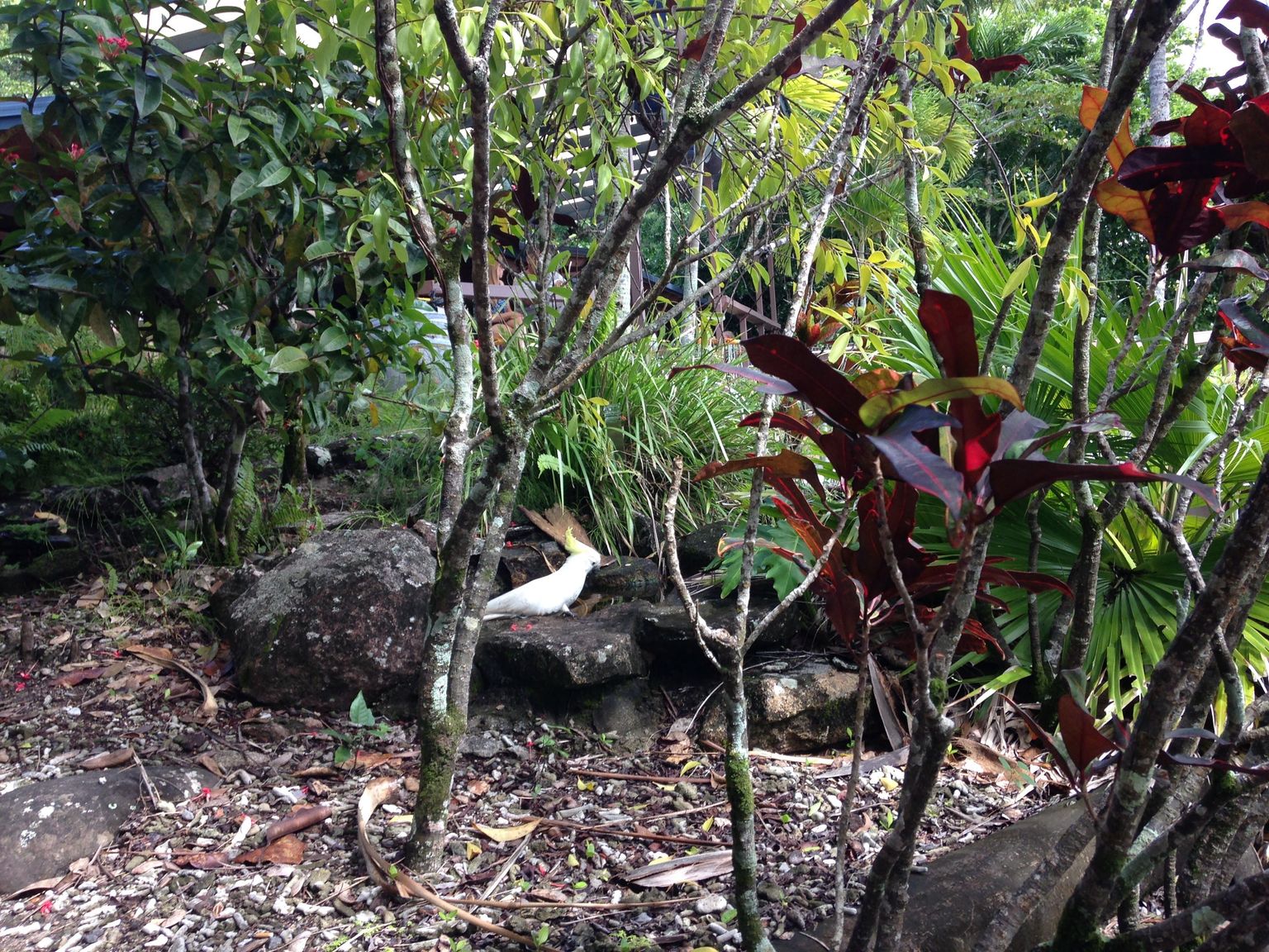 Fitzroy Island