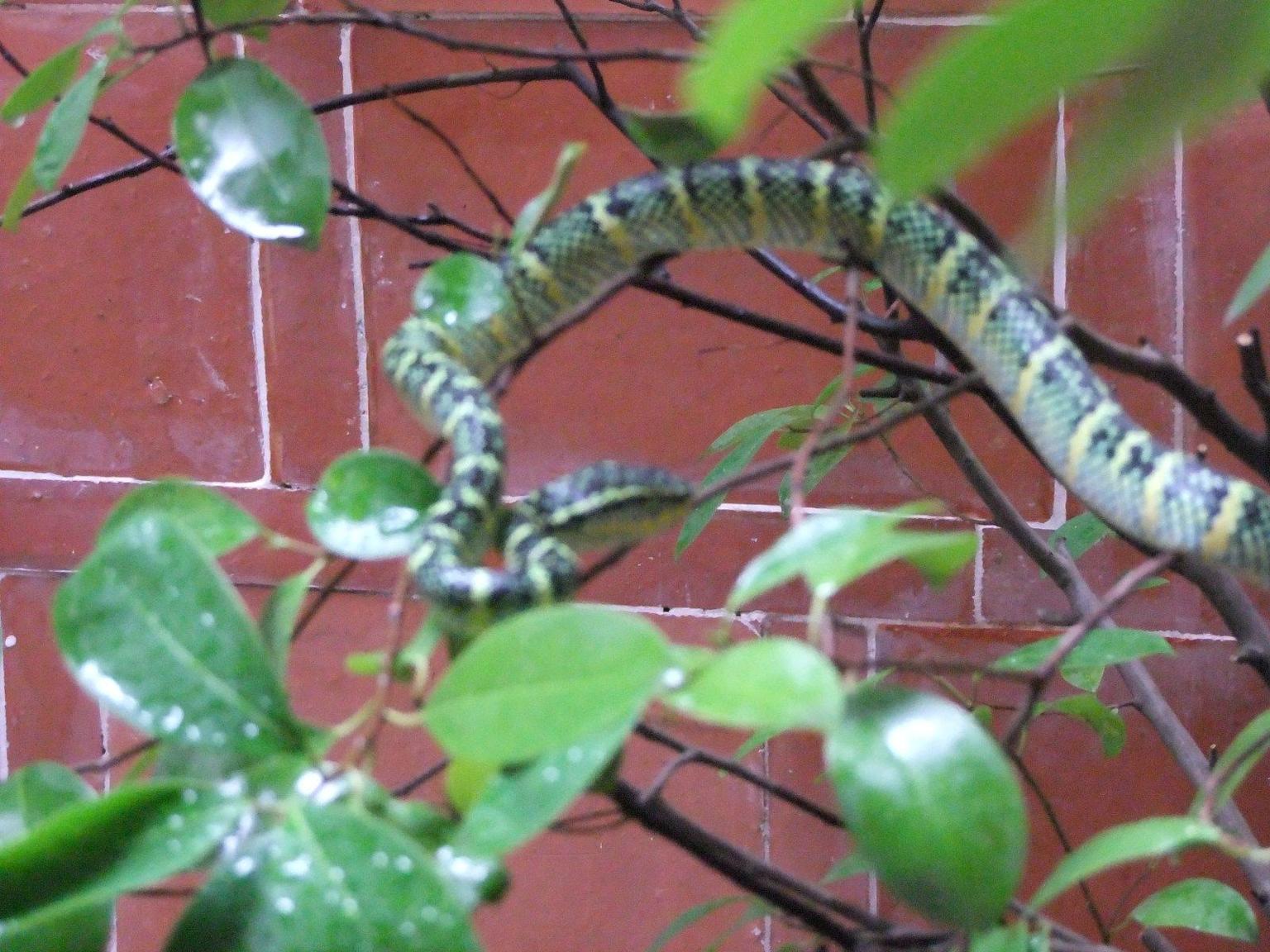 snake temple penang.JPG