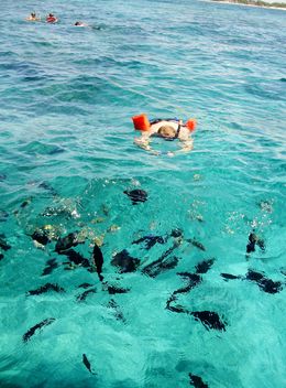 Photo of Taking pictures of the fish! My husband loved taking pictures of the fish close up. Our crew would feed them so we could get awesome pictures! , Larissa T - June 2015