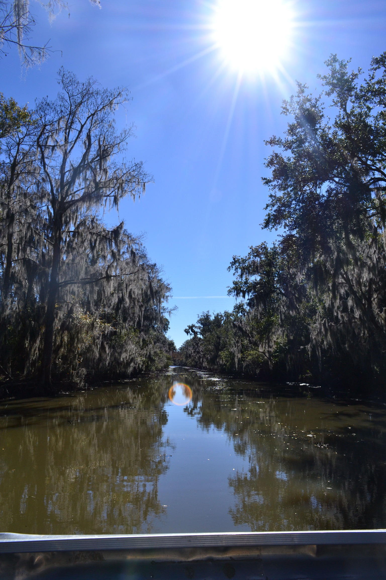 The beautiful swamp